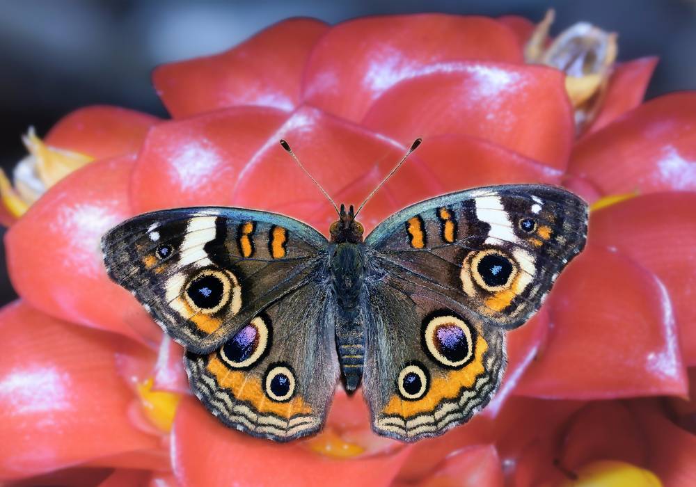 Common Buckeye